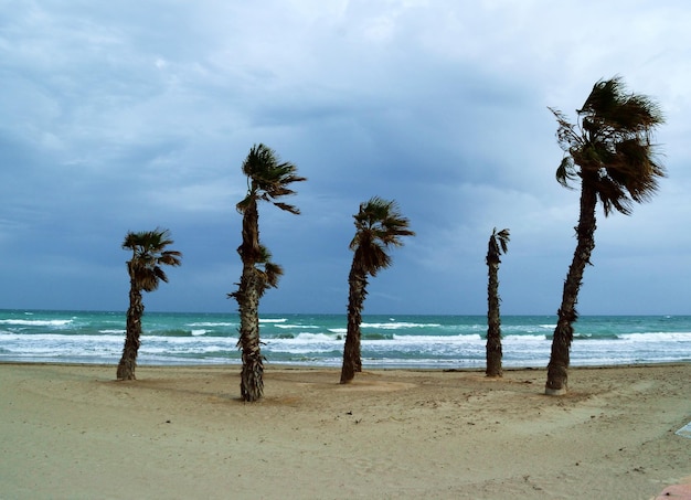 trees on beach against sky