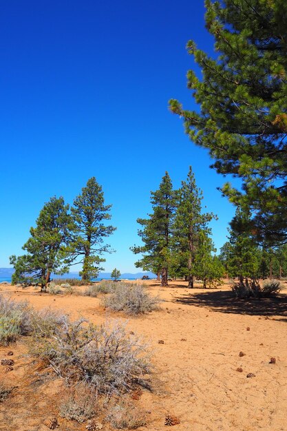 Trees at beach at mountain lake