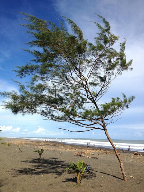 Photo trees on beach on windy day