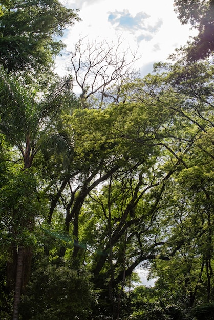 Trees beautiful leafy trees in Brazil natural light selective focus