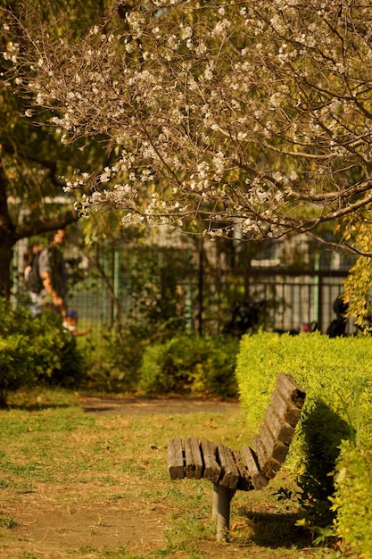 Photo trees and bench in park