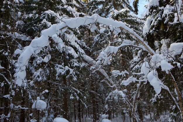 trees bend under the weight of snow