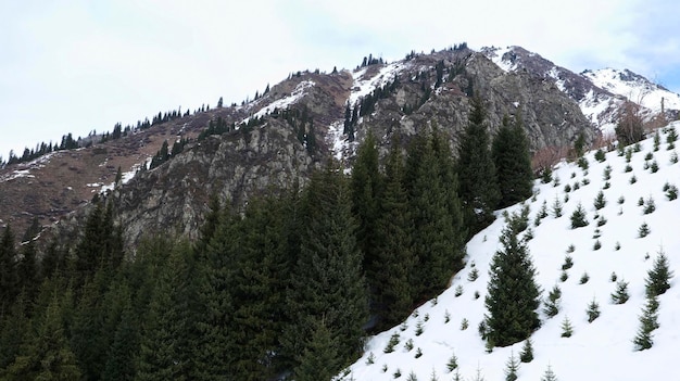 Trees beside snowy peak