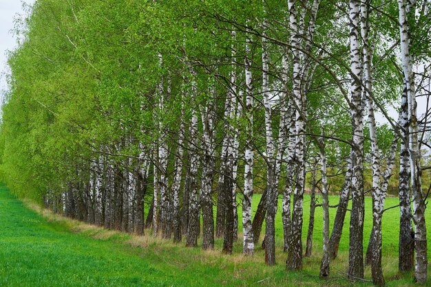 Trees in a birch grove with lush green foliage grow beautifully together in a row
