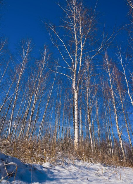 Trees of a birch in the winter