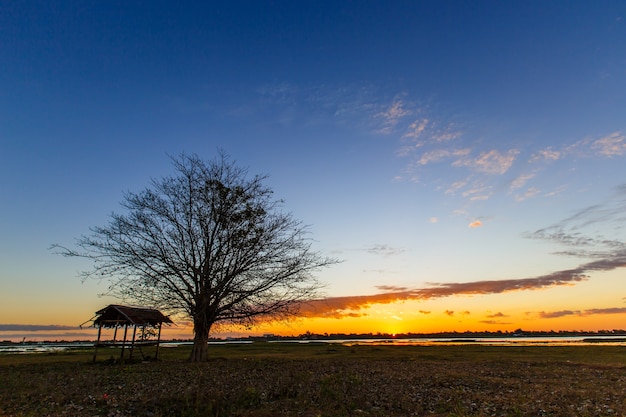 Trees Black dawn