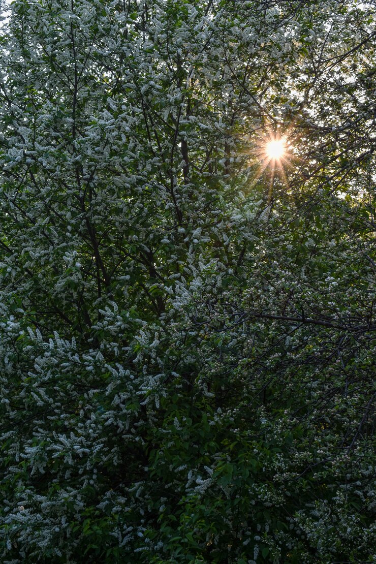 Photo trees bloom and bloom in spring