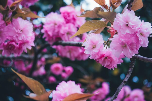 Trees in bloom