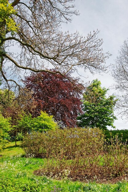 Trees in blossom in the park in leeds castle of kent in the uk.