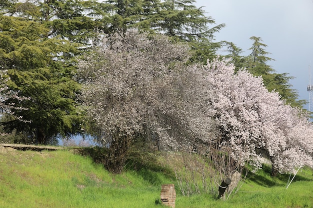 カリフォルニア州オロビルの都市公園に咲く木々