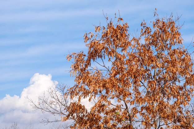 秋の木々と青空