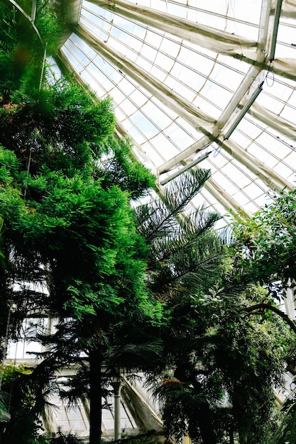 Trees in a botanical garden greenhouse photo