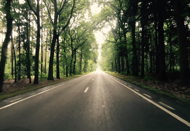 道路の両側に木がある