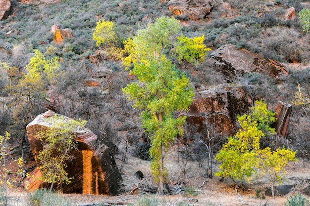 Trees and Boulders in Zion National Park