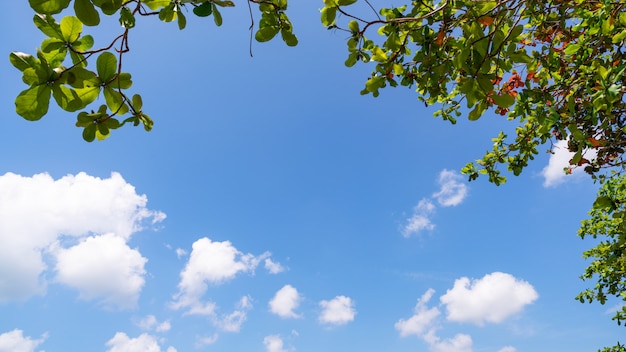 木の枝は、自然の澄んだ青い空の背景画像に対して美しい緑の葉をフレームします。