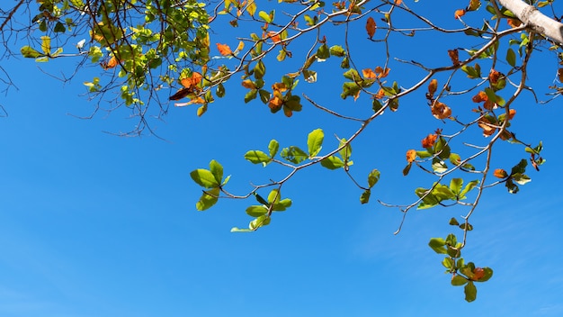 Trees branches frame beautiful green leaves against clear blue sky 