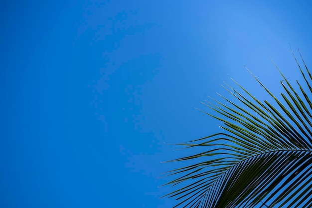 Trees and bright sky for background