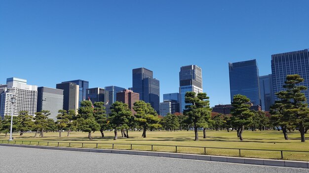 Photo trees and buildings against blue sky