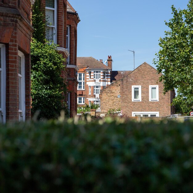 Trees and buildings against sky