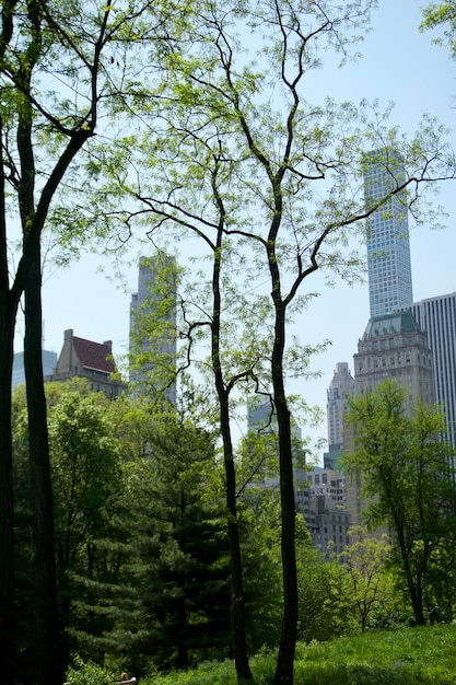 Foto alberi e edifici contro il cielo