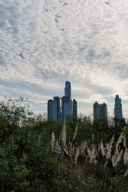 Foto alberi e edifici in città contro il cielo