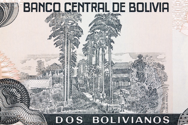 Trees and buildings from bolivian money