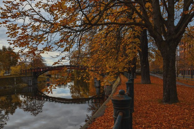 Photo trees by canal during autumn