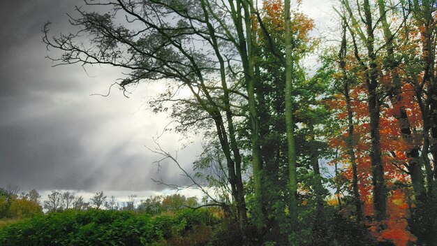 Trees by lake against sky