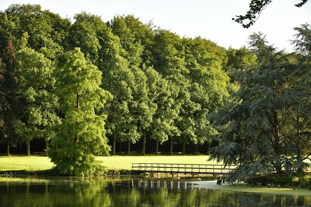 Trees by lake against sky