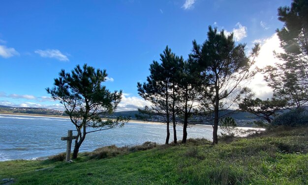 Trees by lake against sky