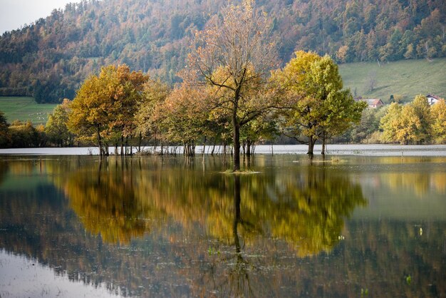 Trees by lake during autumn