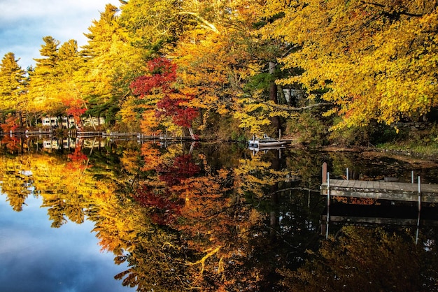 Trees by lake during autumn