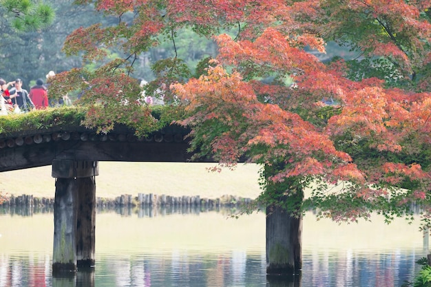 Photo trees by lake during autumn