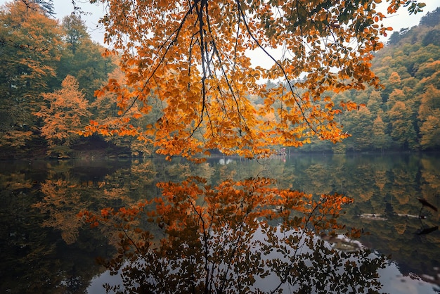 Trees by lake in forest during autumn