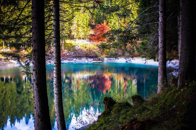 Photo trees by lake in forest during autumn