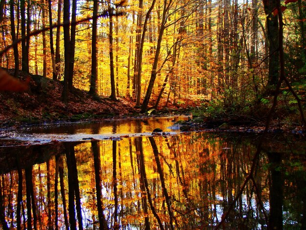 Foto alberi vicino al lago nella foresta durante l'autunno