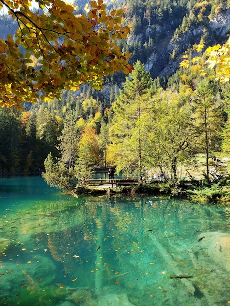 Alberi vicino al lago nella foresta durante l'autunno