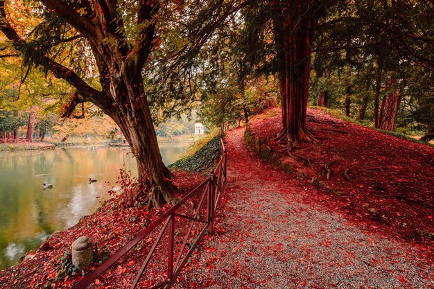 Foto alberi vicino a un lago nella foresta durante l'autunno