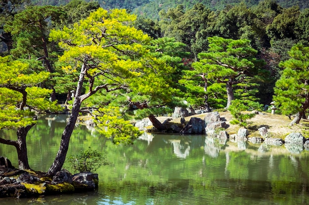 Foto alberi per lago nella foresta