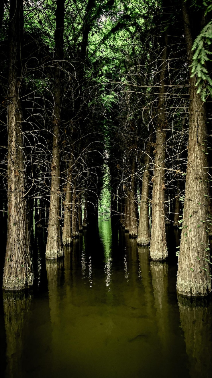 Photo trees by lake in forest