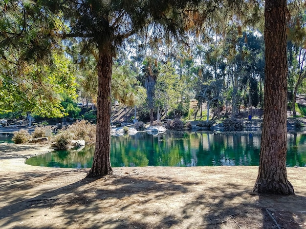 Foto alberi per lago nella foresta