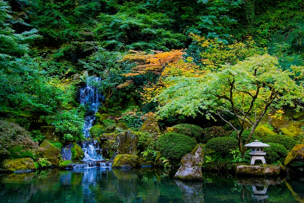 写真 森の湖の木