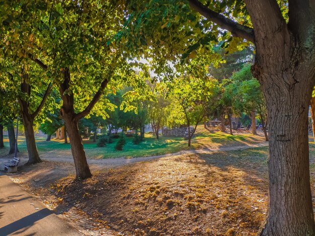 写真 公園の湖のそばの木