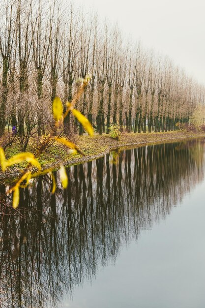 写真 公園の湖のそばの木