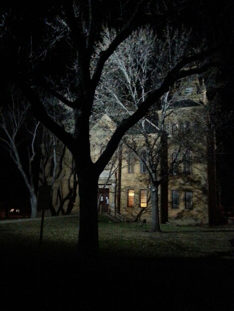 Photo trees by llano county courthouse