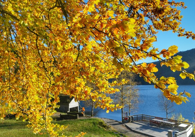 Trees by plants during autumn