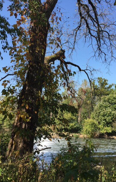 Trees by pond