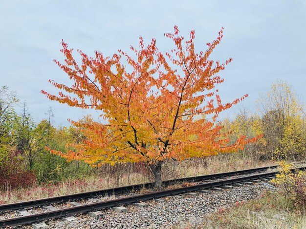 Trees by railroad track against sky during autumn