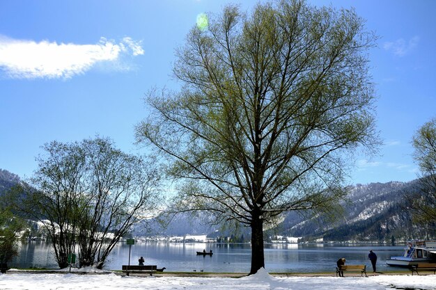 Photo trees by river against sky during winter