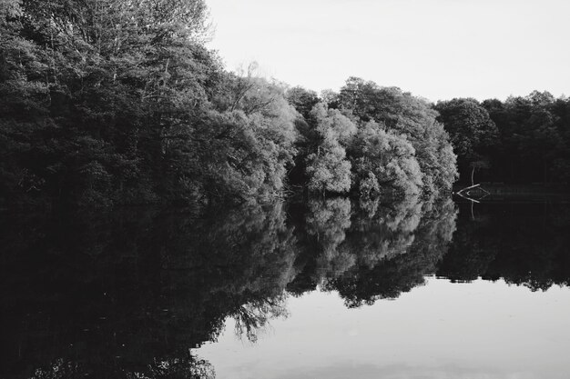 Фото Деревья у реки на фоне неба